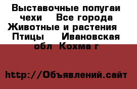 Выставочные попугаи чехи  - Все города Животные и растения » Птицы   . Ивановская обл.,Кохма г.